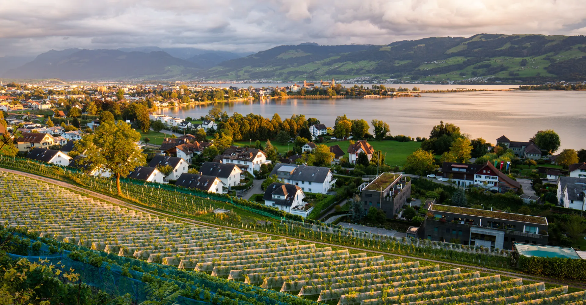 View of Lake Zurich with vineyards in the foreground