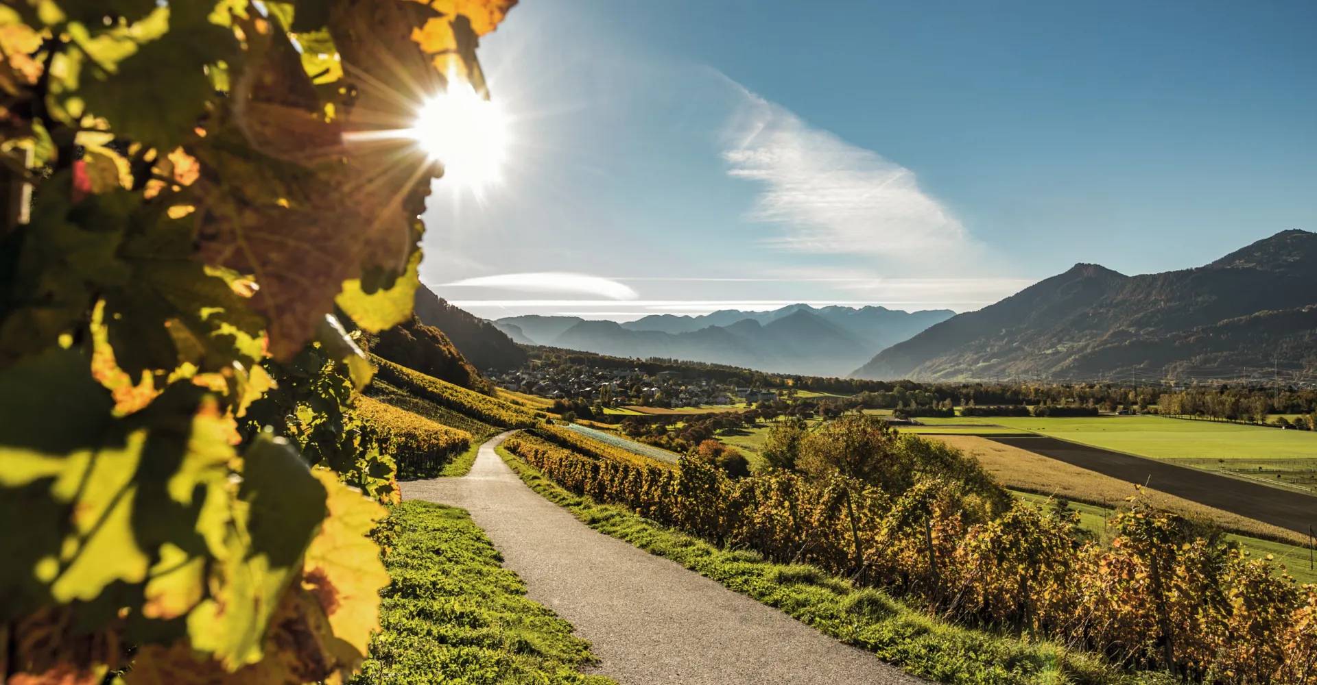 Rebberge in der Bündner Herrschaft