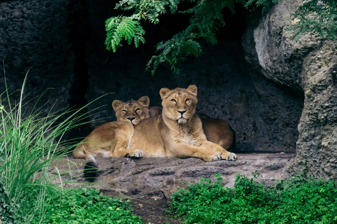 Löwen sitzen in einer Stein Höhle im Zoo