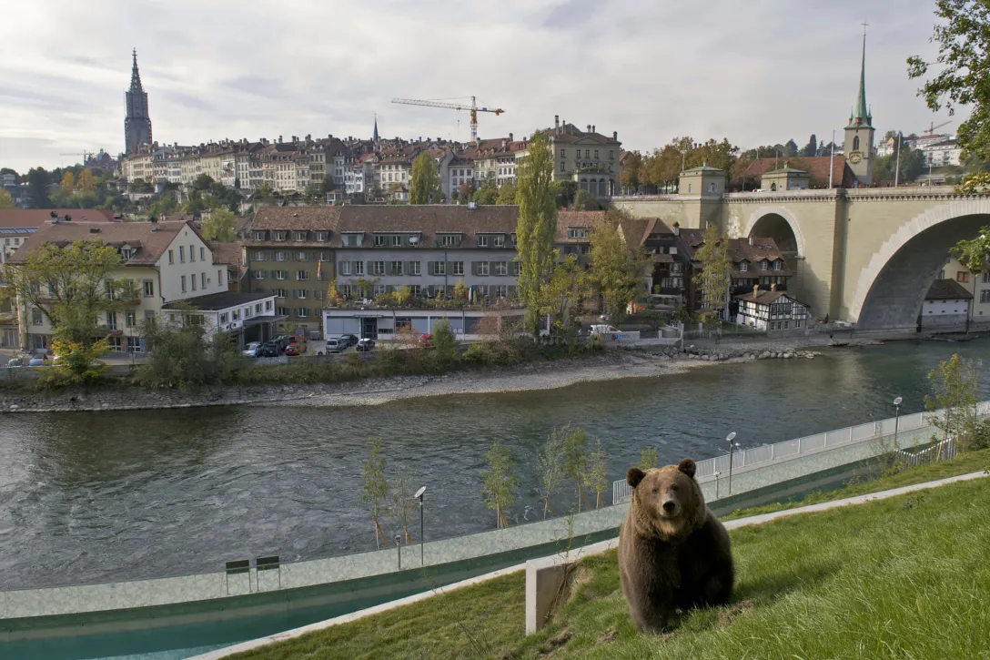 Bär im Bärenpark in Bern mit der Aare im Hintergrund