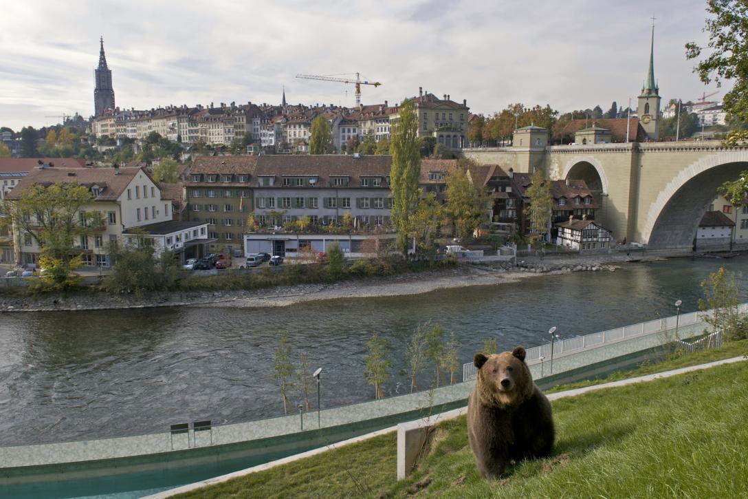 Bär im Bärenpark in Bern mit der Aare im Hintergrund