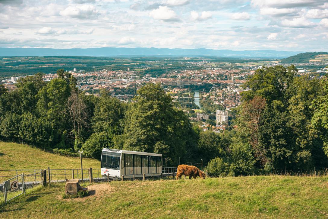 Sicht auf die Stadt Bern mit der Gurtenbahn und Kühen im Vordergrund