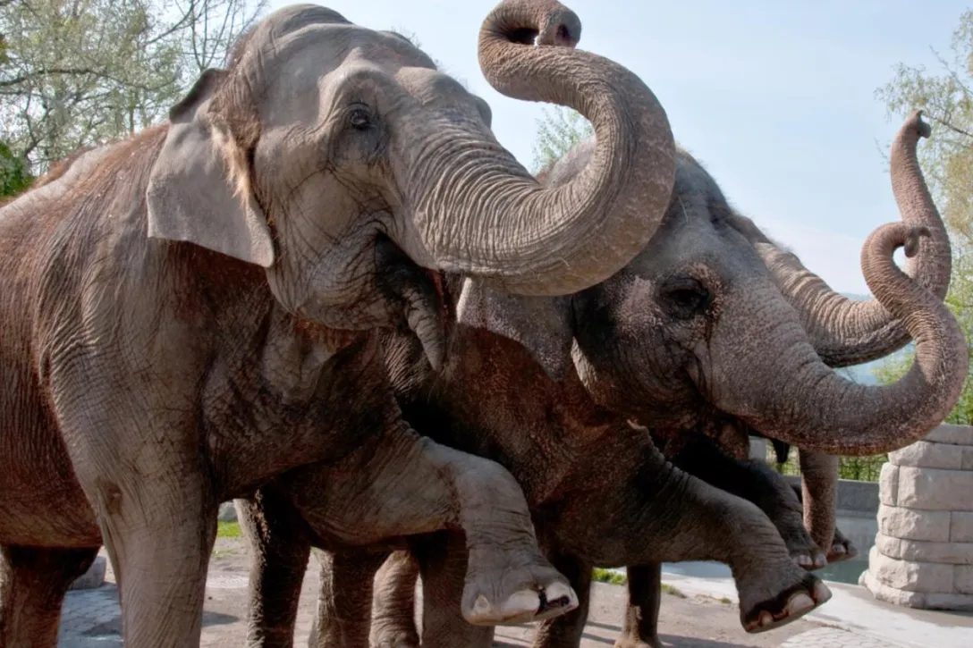 web_zuerich_KniesKinderzoo_1280x960_11167_0.jpg