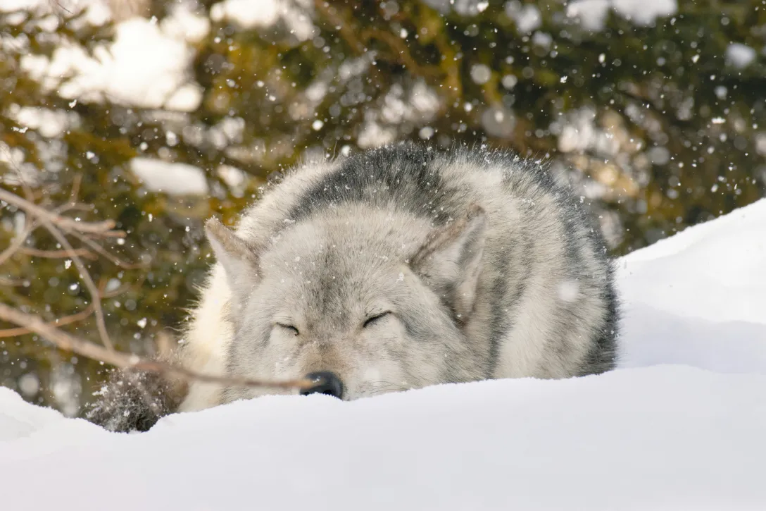 Wolf in the snow