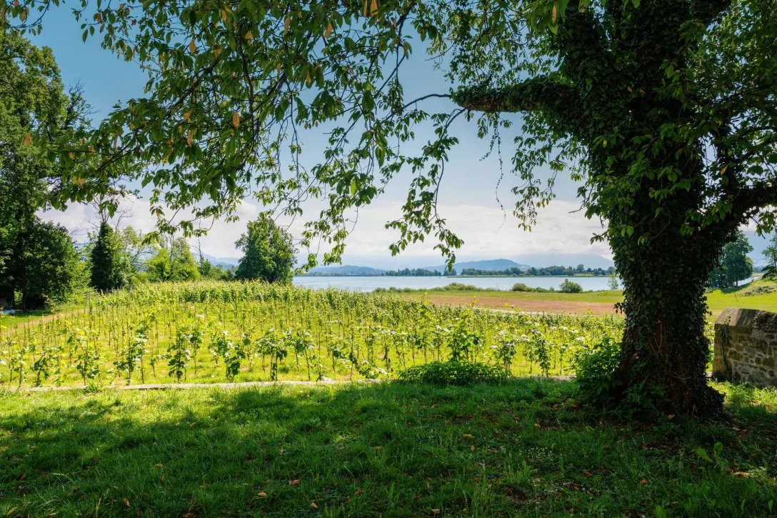 Ufenau Island on Lake Zurich
