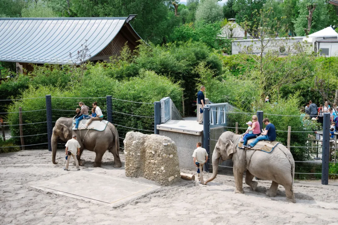 Elephants at the Rapperswil Children’s Zoo