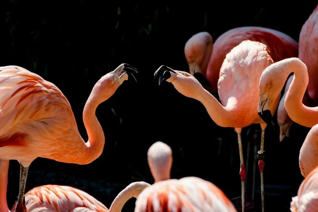 Flamingos at Zurich Zoo