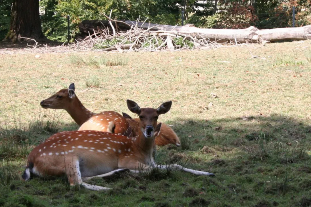 Deer at Bruderhaus Wildlife Park