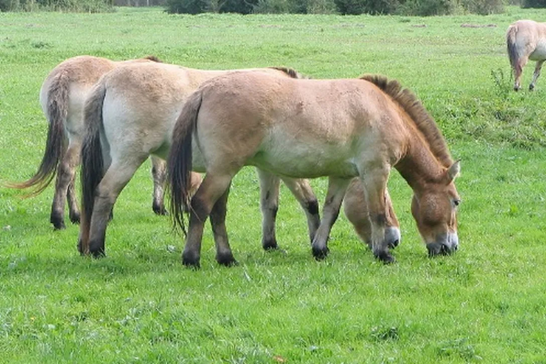 zwei Pferde auf einer Weide am grasen