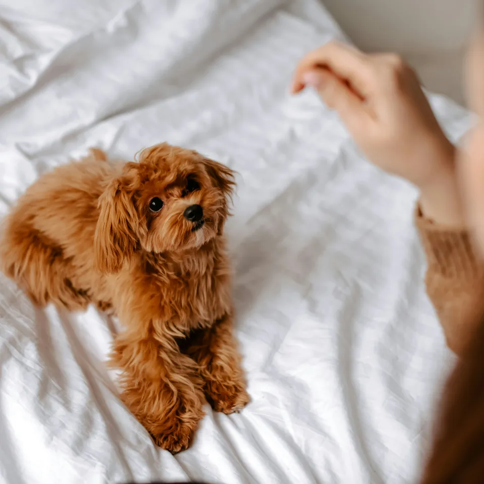 Offer Sorell Dog Room