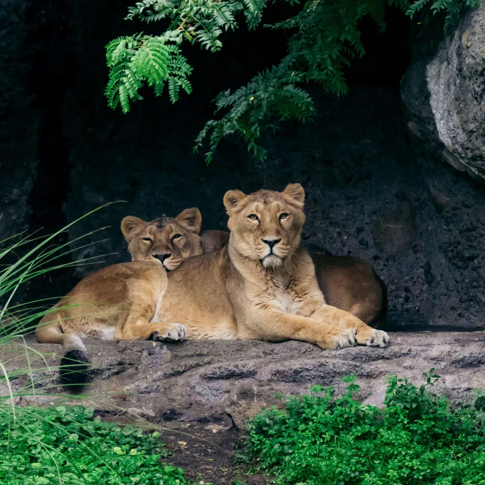 Löwen sitzen in einer Stein Höhle im Zoo