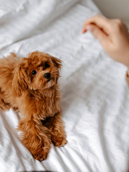 Angebot Sorell Dog Room