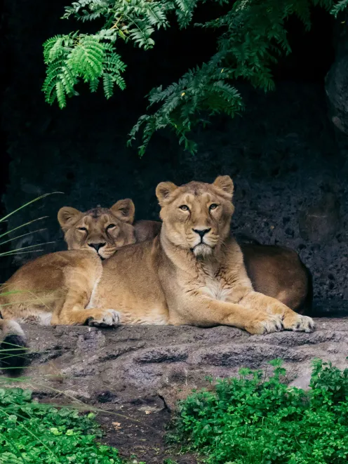 Lions sitting in a stone cave at the zoo