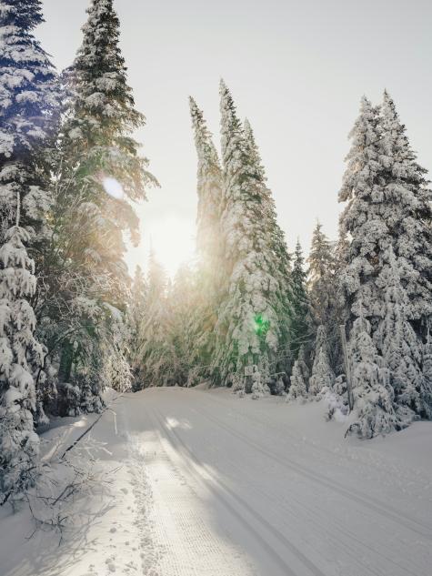 Verschneite Winterlandschaft, Tannen und eine Langlauf Loipe