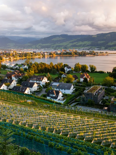 View of Lake Zurich with vineyards in the foreground
