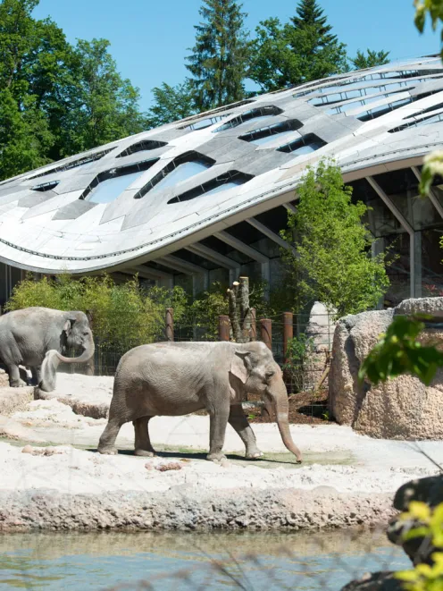 Elephants at Zurich Zoo