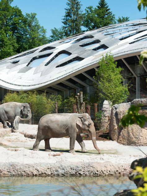 Elefanten im Zürich Zoo 