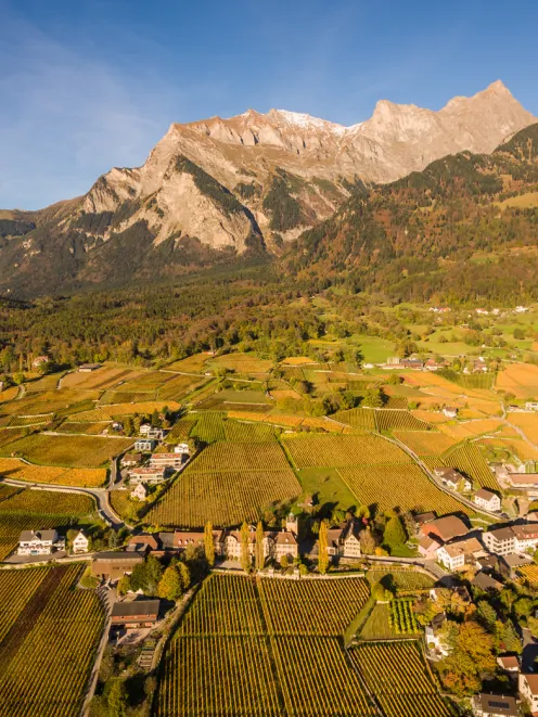 Grape cultivation in the Bündner Herrschaft Drone image