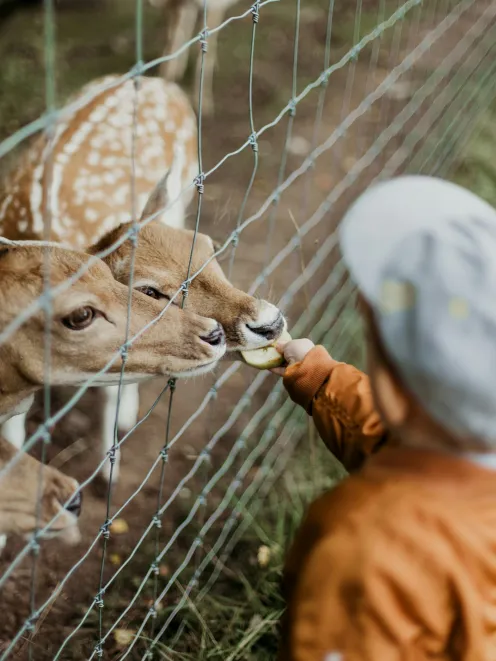 Zoo in St.Gallen with a child feeding a deer
