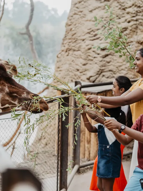 Family feeds giraffes