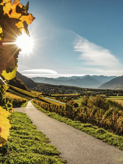 Vineyards in the Bündner Herrschaft